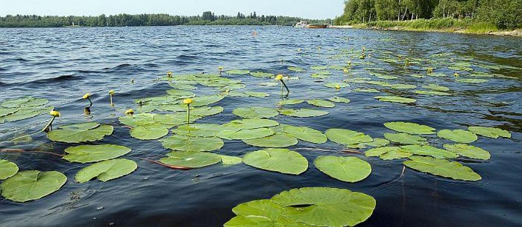 kuva: Ulpukat Iijoessa, Mauri Hietala / © Iin kunta Ulpukoita Iijoessa