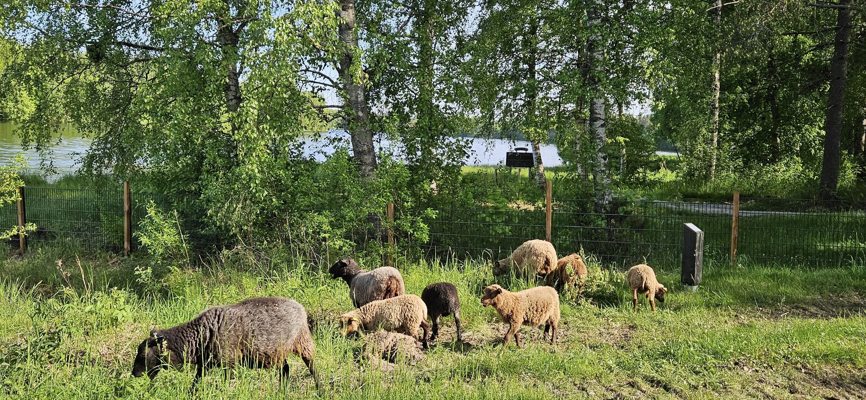 Lammasaitaus Iin ympäristötaidepuistossa.